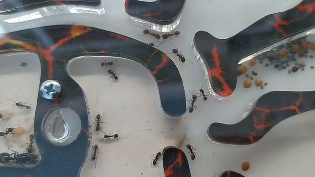 Муравьиная ферма "Кипящая лава".Какого размера муравьиная матка?Ant farm.Аnts. смотреть онлайн
