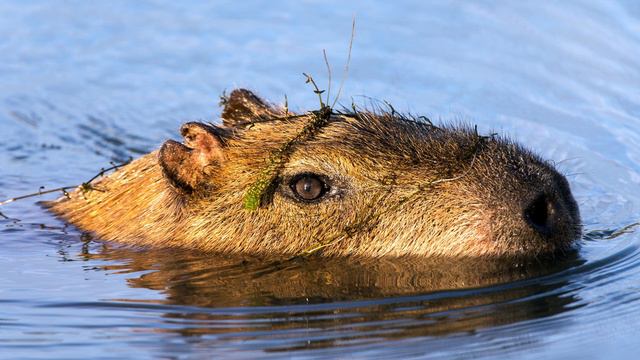 Capybara in 5minutes - Capybara Close-Up: Exploring the World's Largest Rodent - смотреть онлайн
