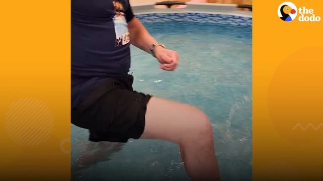Dad Builds A Pool House So His Dog Can Swim In Winter | The Dodo смотреть онлайн
