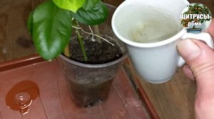 Домашний лимон Основы выращивания цитрусов Что с листьями