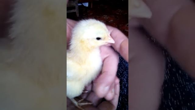 Определяем пол цыпленка смотреть онлайн