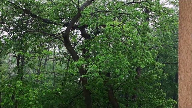 Первая гроза. Весенний ливень. Для сна и релакса. For Sleep And Relaxation.