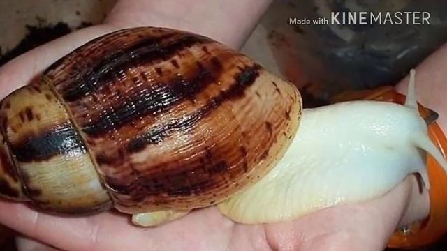 6 отличий улитки ахатины от архахатины смотреть онлайн