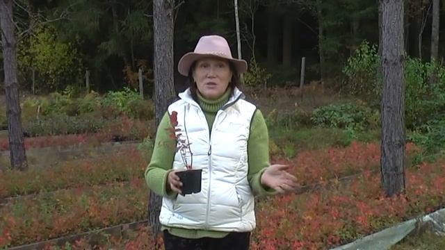 Как определить качество саженцев смотреть онлайн