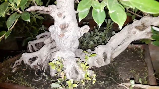 Bengal Bonsai Vol 2 - Ficus Microcarpa White Bark смотреть онлайн