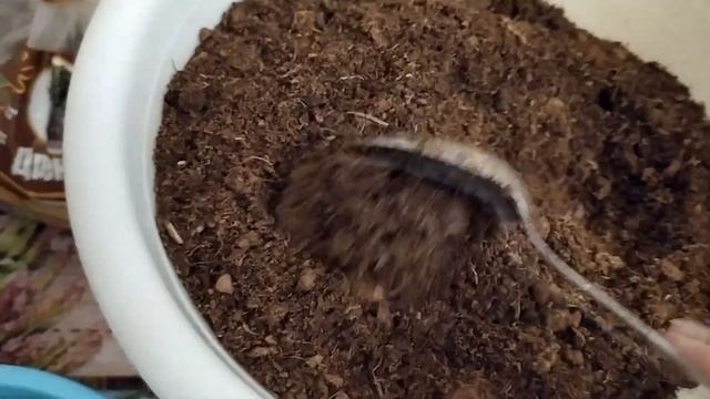 КАМЕЛИЯ ПЕРЕСАДКА ПОСЛЕ ПОКУПКИ смотреть онлайн