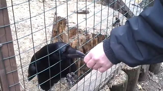 Контактный зоопарк, баран, ворон, ослик, лошади 8(965)380-13-11, Москва Закажи деткам на радость)) смотреть онлайн