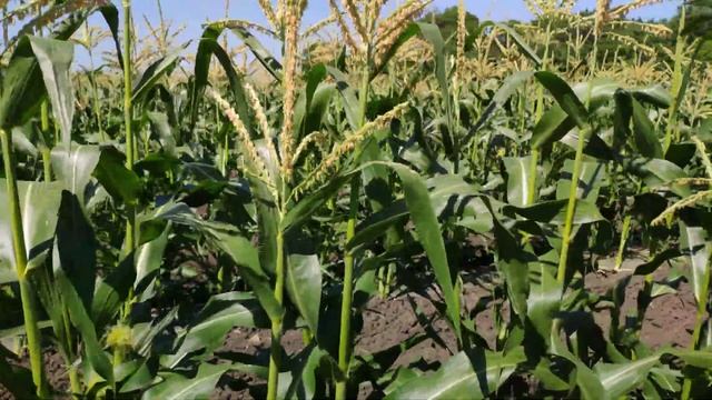 29 мая свит наггет смотреть онлайн