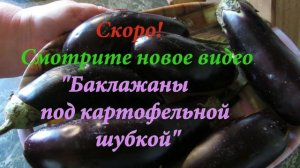 Всеобщее восхищение. Патиссоны, фаршированные мясным фаршем с овощами в духовке. Все просят рецепт