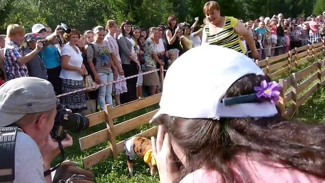 Выль Жук забег поросят смотреть онлайн