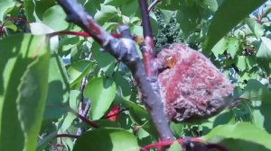 Абрикос Краснощекий