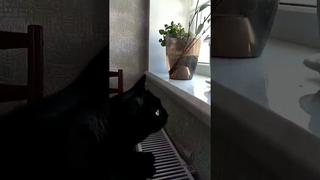Кошка ломается при виде птиц. смотреть онлайн