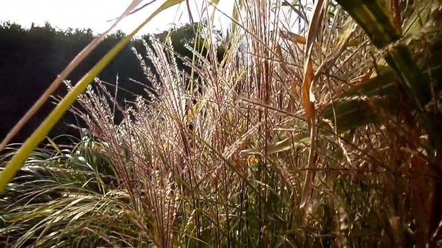 Miskant chiński (Miscanthus sinensis) 'Gracillimus' смотреть онлайн