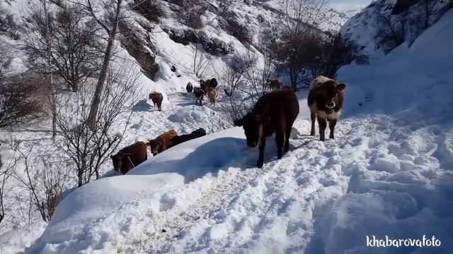 ТЕКЕЛИ. 14.02.2019.СОЛДАТСКОЕ. ХОДИЛКА-БРОДИЛКА смотреть онлайн