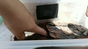 Как обустроить временный террариум для ящерицы живородящей