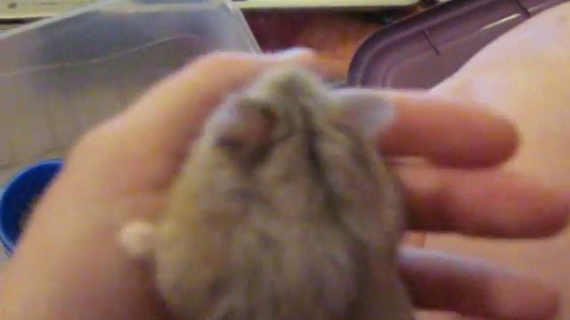 Dwarf Hamster Myths: Info On dwarf hamsters смотреть онлайн
