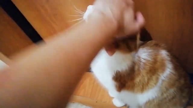 Кошки моей передержки, ищут дом. смотреть онлайн