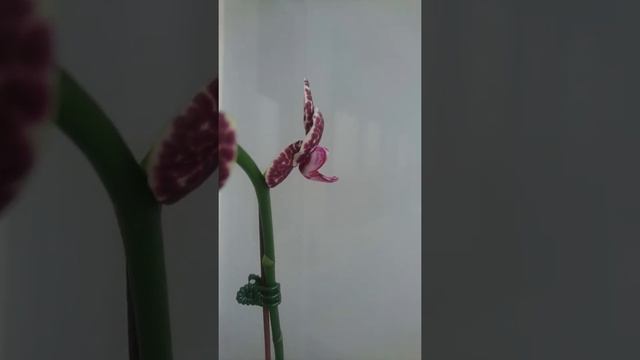 Орхидея фаленопсис Дикий кот / Phalaenopsis Lioulin Wild Cat смотреть онлайн
