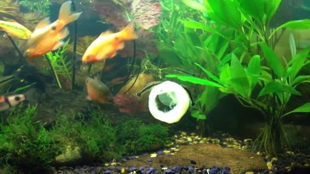 Барбусы и отоцинклюсы кушают кабачок смотреть онлайн