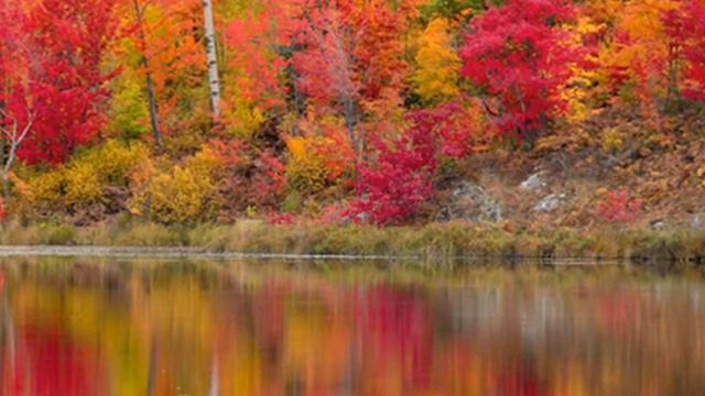 Осенняя любовь. Исполняет NASTASOLNA смотреть онлайн