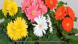 Цветок гербера садовая посадка и уход в открытом грунте