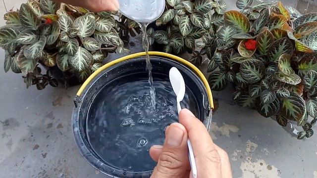 Cara Agar Episcia Cupreata Jadi Cepat Berbunga Lebat - Part#3 смотреть онлайн