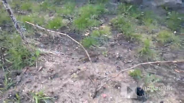 Саженцы винограда. Однолетние .Двухлетние. Называем правильно. смотреть онлайн