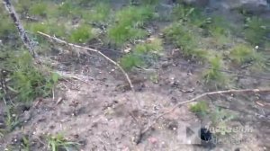 Саженцы винограда. Однолетние .Двухлетние. Называем правильно.