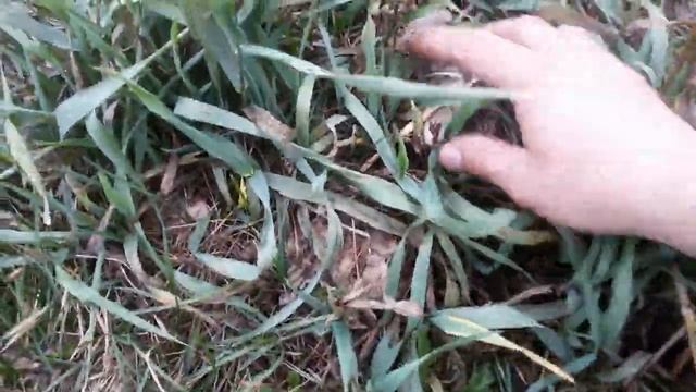 гриб рядовка серая