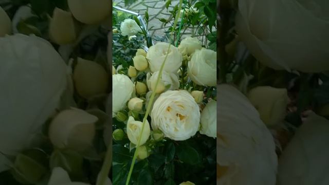 Covib 19 не мешает цветению. Вторая климатическая зона.Урал. смотреть онлайн