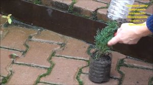 Казацкий можжевельник и его размножение.