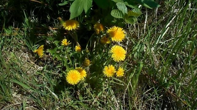 Майский лещ, фидерная ловля на нижней Москве реке. смотреть онлайн