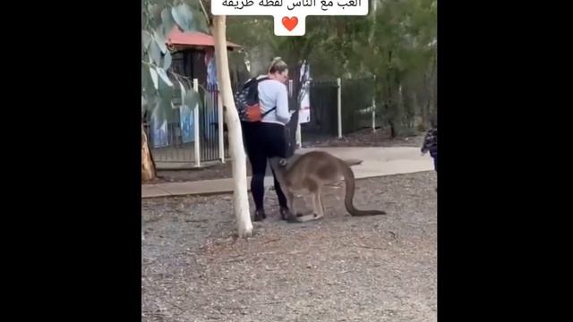 Ультра смех #funny #meme #comedy #viral #lucu #subscribe #fail смотреть онлайн