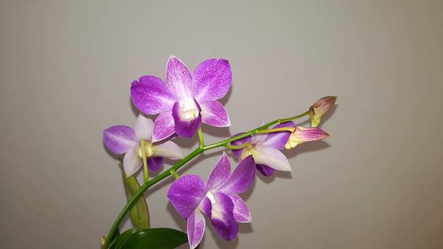 Dendrobium Blue Happiness (Sankol Blue) - one of the few indigo blue orchids! смотреть онлайн