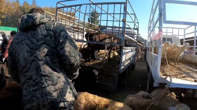 МАЛОВОДНЫЙ МАЛ БАЗАРЫ ҚОЙ ЕШКІ БАҒАЛАРЫ 02.10.2022 #гиссар #арашан #еділбай смотреть онлайн