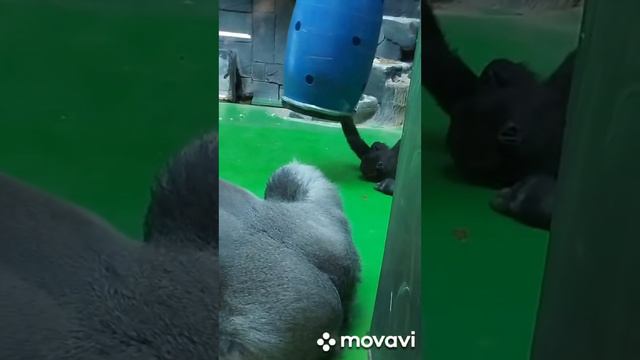 Горилла не уважает людей 😡