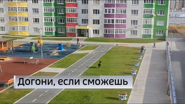 Баран с частного подворья забрел в ЖК «Ново-Патрушево» смотреть онлайн