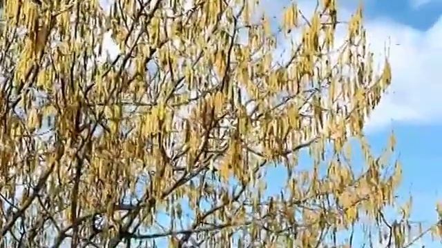 ПЧЁЛЫ НА ФУНДУКЕ 2 смотреть онлайн