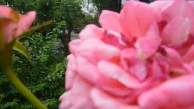 La rose de Molinard смотреть онлайн