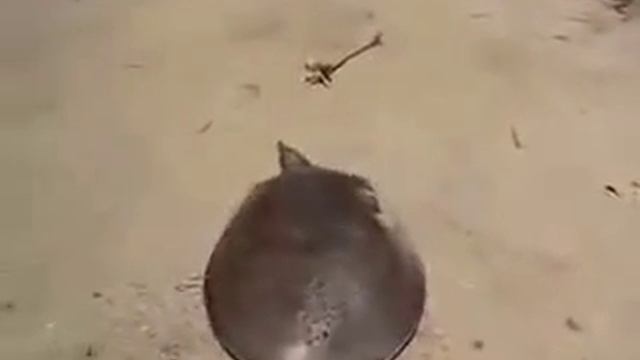 Бегущий черепаха смотреть онлайн