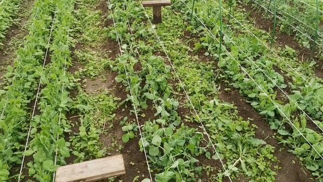 Деревенский СТУЛЬЧИК для прополки Гениальное изобретение из глубины веков! смотреть онлайн