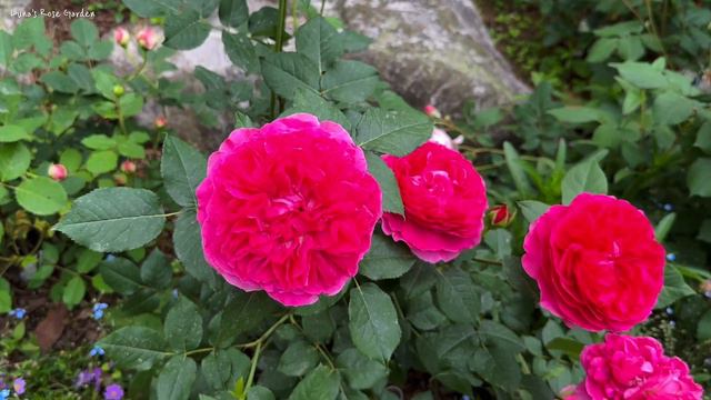 [David Austin] Gabriel Oak Rose 가브리엘 오크 장미 2023.5.25. смотреть онлайн