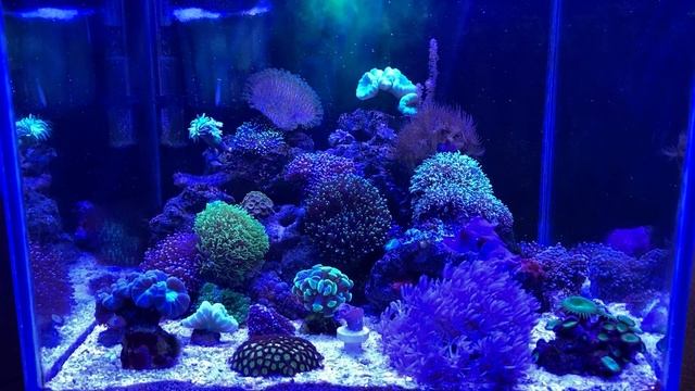 Начал использовать red sea reef energy ab+ . смотреть онлайн