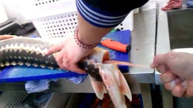 Как вырвать у ОСЕТРА визигу