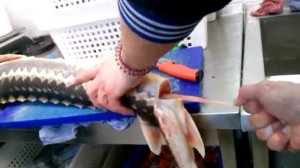 Как вырвать у ОСЕТРА визигу