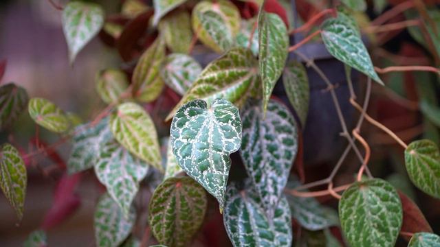 Beautiful Plant Piper Ornatum, Money plant like easy growth, Care and propagation Malayalam смотреть онлайн