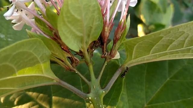 beautiful Clerodendrum bungei смотреть онлайн