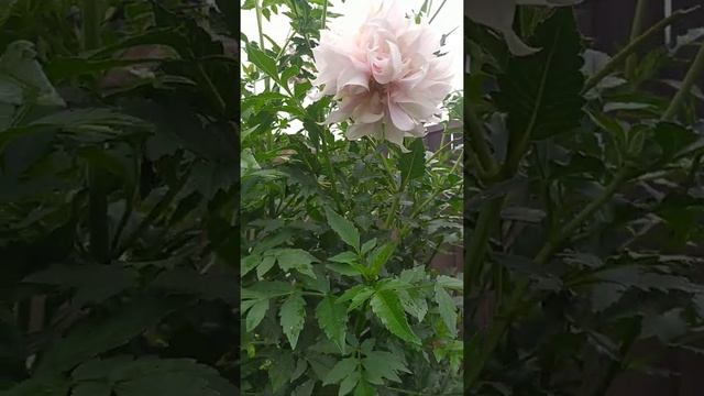 Бело-розовая георгина высокорослая смотреть онлайн