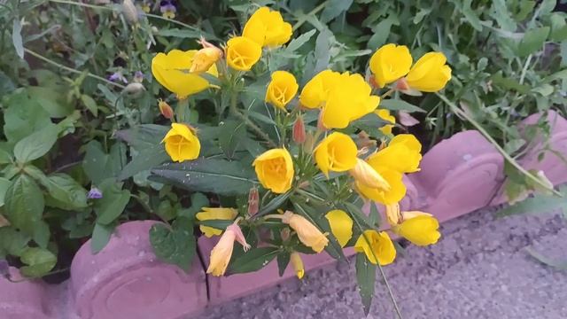 VID_20230610_195931.mp4 смотреть онлайн