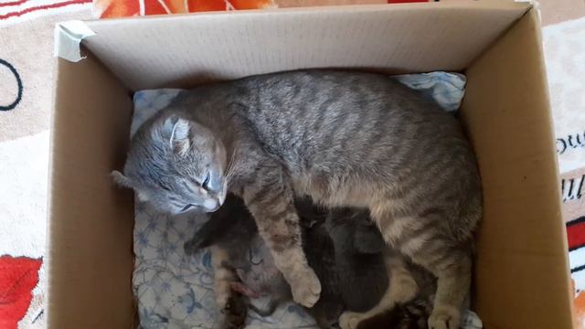 Котятам в 17:00 будет ровно 2 дня смотреть онлайн